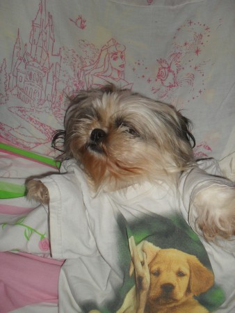 Nadjahee: Shih-Tzu